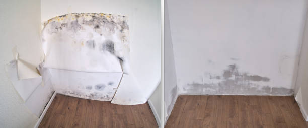 Home Mold Removal